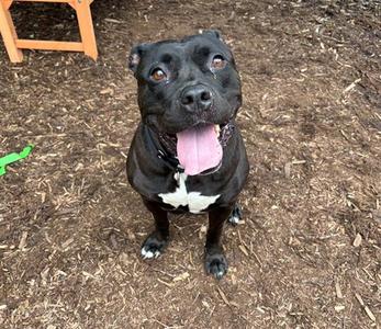 PRINCESS, American Pit Bull Terrier, adult, available for adoption