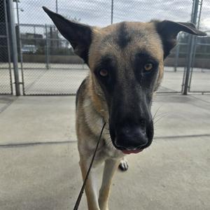 A German Shepherd dog with a black and tan coat, standing on a leash in an outdoor area with a chain-link fence in the background.