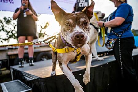 FOREST, American Pit Bull Terrier, senior, available for adoption