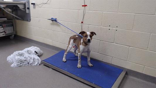 BARRY ALLEN, Australian Cattle Dog/Blue Heeler, puppy, available for adoption