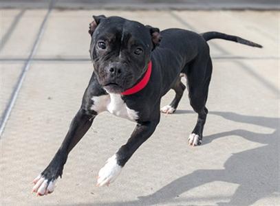 PORTHUS, American Pit Bull Terrier, adult, available for adoption