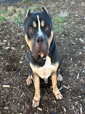 SOSA, Mastiff / American Staffordshire Terrier, adult, available for adoption