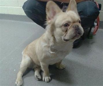 POOH BEAR, French Bulldog, adult, available for adoption