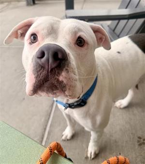 CALLIE, American Bulldog, young, available for adoption