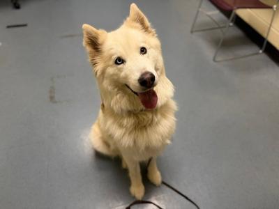 NIRVANA, Siberian Husky, adult, available for adoption