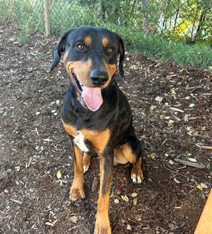 SEBASTIAN, Rottweiler, adult, available for adoption