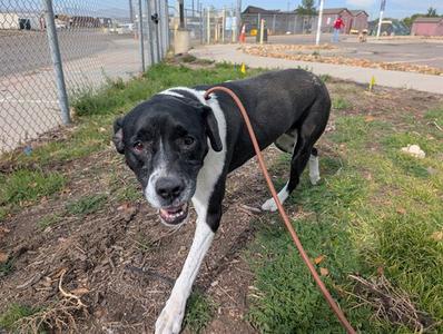 A black and white dog with a brown leash standing on grass, looking at the camera.