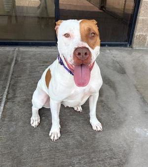 KEIKO, American Pit Bull Terrier, adult, available for adoption