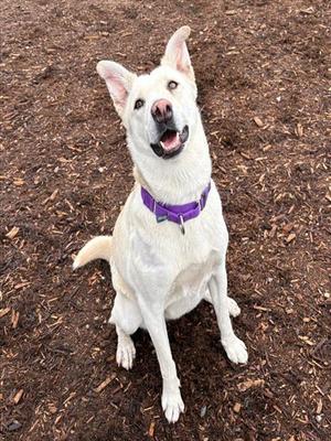 GRETCHEN, Labrador Retriever / Australian Cattle Dog/Blue Heeler, adult, available for adoption