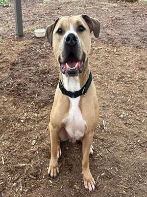 A brown and white dog with a black collar sitting on a dirt ground, looking up with its mouth open.