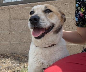 JUNO, Australian Cattle Dog/Blue Heeler, adult, available for adoption