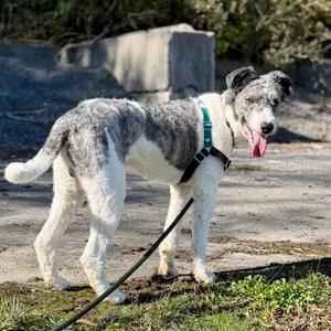 Gorgonzola, Poodle - Standard and Alaskan Husky, adult, available for adoption