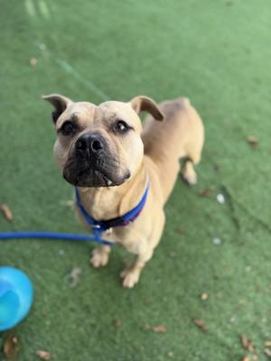 A light brown dog with a black muzzle and ears, wearing a blue collar, standing on green grass and looking up at the camera.