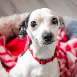 Spot, Chihuahua - Smooth Coated Mix, adult, available for adoption