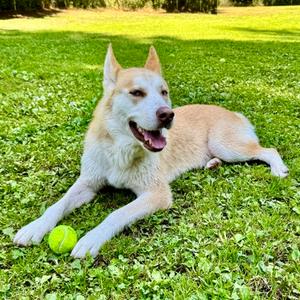 Percy, Siberian Husky Mix, adult, available for adoption