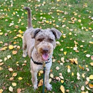 Mozzarella, Poodle - Standard and Alaskan Husky, adult, available for adoption