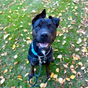 Cop, German Shepherd Dog and Rottweiler, adult, available for adoption