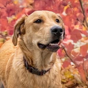 A golden-colored dog with a black collar is looking up and to the side, with autumn leaves in the background.