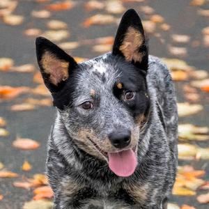 Zucchini, Australian Cattle Dog Mix, young, available for adoption