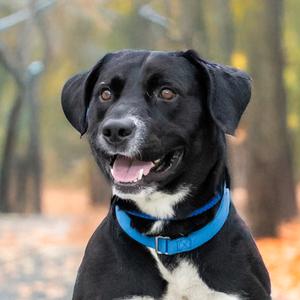 Socks, Labrador Retriever Mix, adult, available for adoption