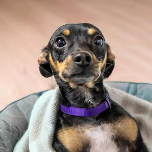 Milo, Chihuahua - Smooth Coated Mix, adult, available for adoption