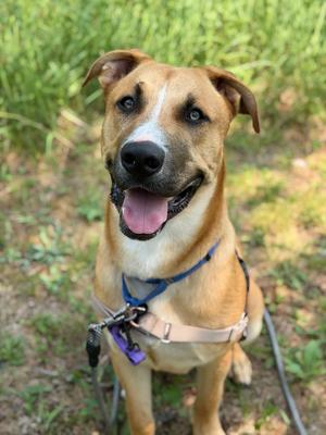 A happy brown dog with a white muzzle and blue eyes, wearing a blue harness and a purple collar, sitting in a grassy area.