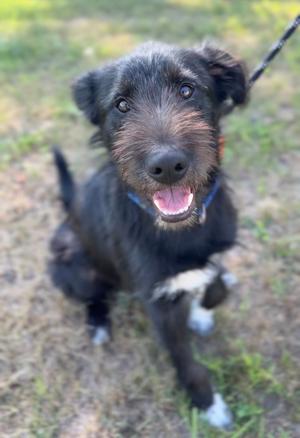 A black dog with a shaggy coat and a blue collar is sitting on grass, looking up with its mouth open and tongue out.