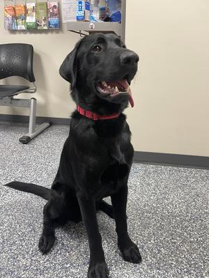 black dog sitting on a tiled floor