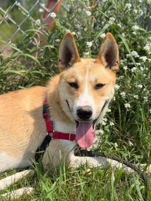 Gromit, Husky, young, available for adoption