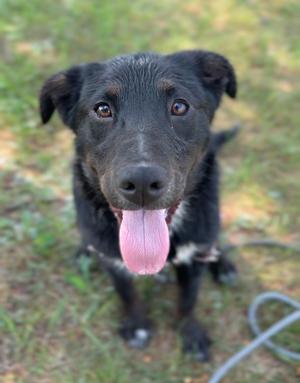 A black dog with a pink tongue sticking out, standing on grass.