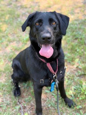 Polly, Labrador Retriever / German Shepherd Dog, adult, available for adoption