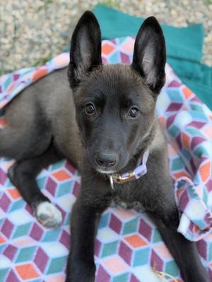 Rogue, Mixed Breed, puppy, available for adoption