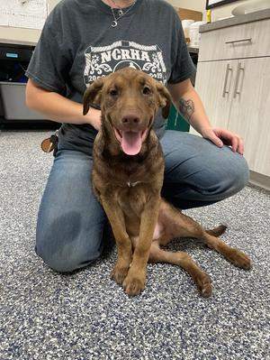 Dean, Mixed Breed, puppy, available for adoption