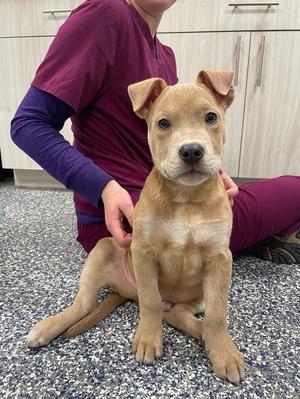Troy, Mixed Breed, puppy, available for adoption
