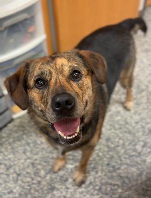 Moose, Mixed Breed, adult, available for adoption