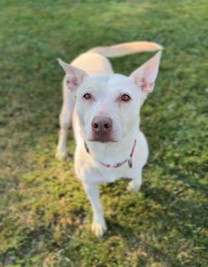 A white dog with a pink collar standing on grass, looking up at the camera.