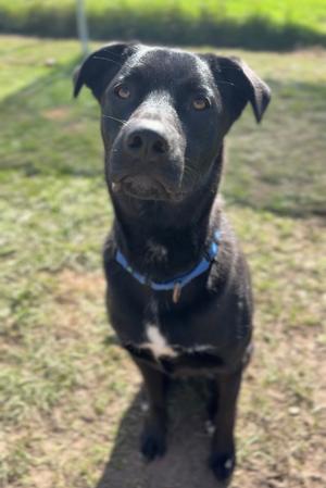 Bubbie, Mixed Breed, adult, available for adoption