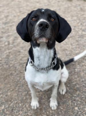 Brew, Mixed Breed, adult, available for adoption