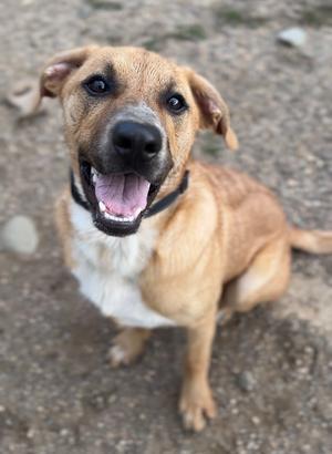 A happy brown and white dog with a black nose and floppy ears, sitting on a gravel surface and looking up with its mouth open.
