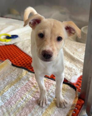 Thelma, Mixed Breed / Mixed, puppy, available for adoption