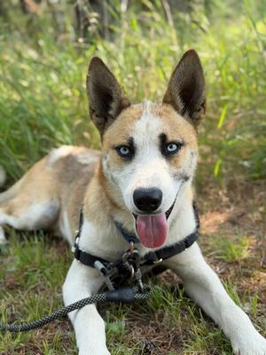 Wallace, Husky, young, available for adoption
