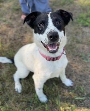 Velma, Australian Shepherd / Irish Wolfhound, adult, available for adoption