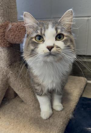 A fluffy cat with white and gray fur, green eyes, and long whiskers, sitting on a cat tree.