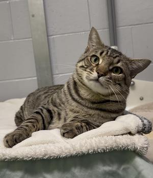 A tabby cat lying on a white blanket, looking up with wide eyes.