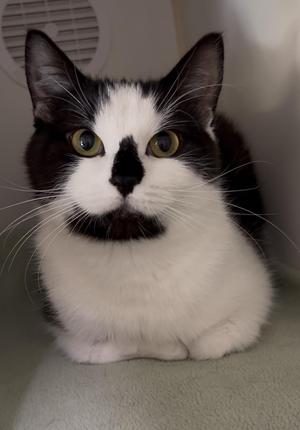 Shifu, young, available for adoption