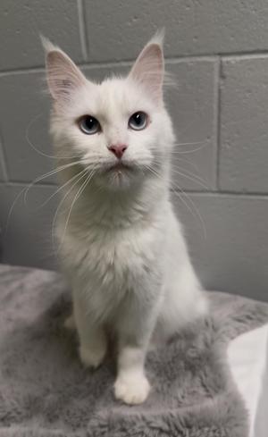 White cat sitting on a gray blanket