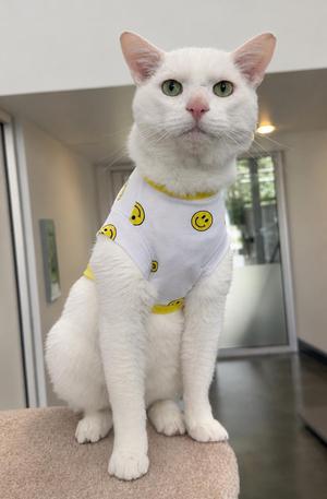 A white cat wearing a white shirt with yellow smiley faces, sitting on a surface.
