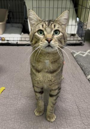 A tabby cat with green eyes and white whiskers is standing on a gray carpet. The cat has a striped pattern on its fur and is looking directly at the camera. In the background, there is a metal cage and a white mat.