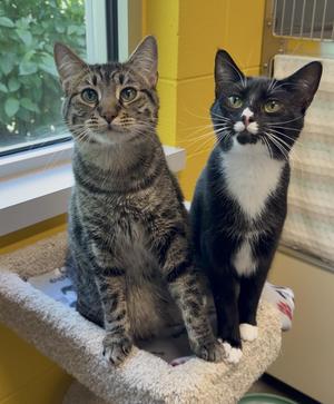 Gale & Raine, young, available for adoption