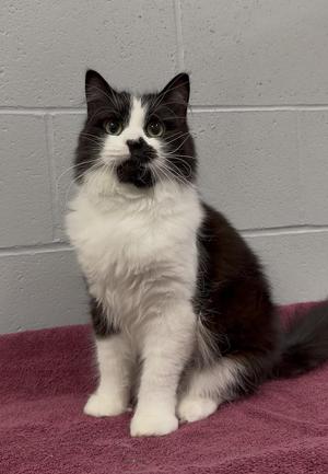 Panda, adult, available for adoption